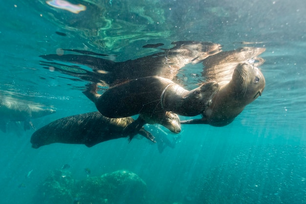 Famille de phoques d'otaries près de la surface de l'océan