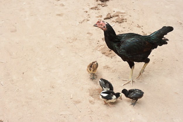 Famille de poulet