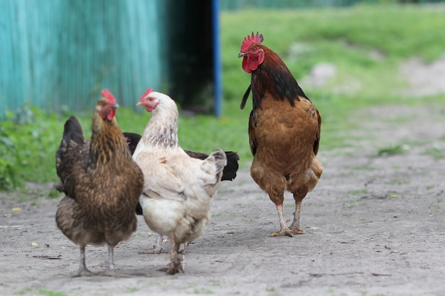 Famille De Poulets Dans Une Ferme