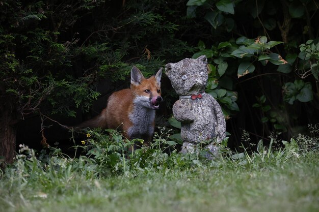 Une famille de renards urbains explorant dans le jardin