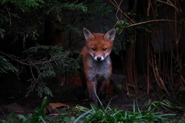 Famille de renards urbains explorant le jardin près de leur tanière.