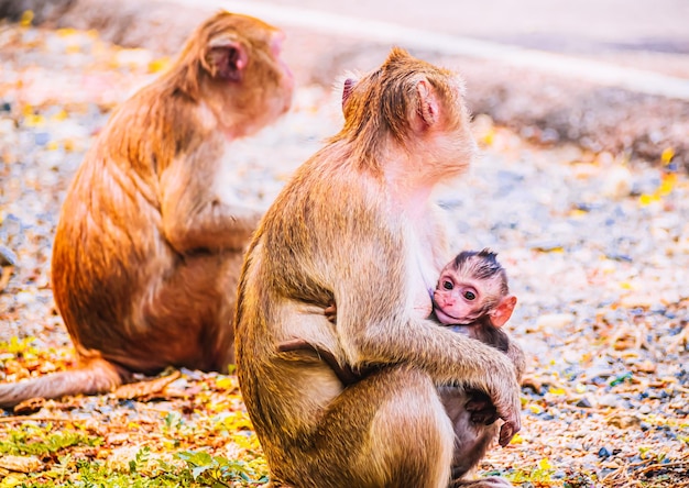 Famille de singe et mère et bébé