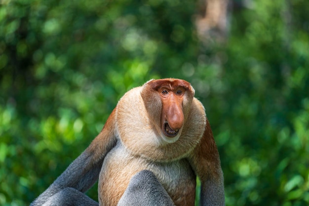 Famille de singe Proboscis sauvage ou Nasalis larvatus dans la forêt tropicale de l'île de Bornéo Malaisie close up