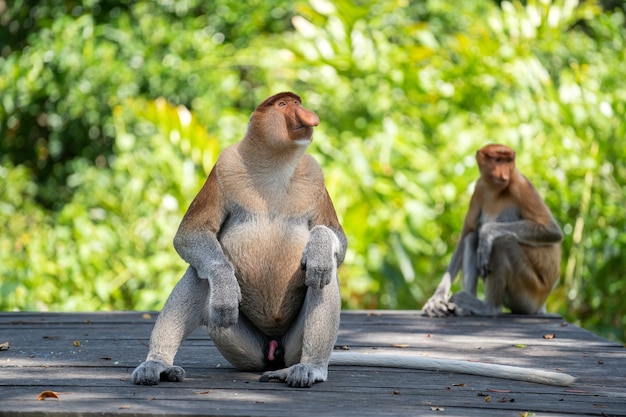 Famille de singe Proboscis sauvage ou Nasalis larvatus, dans la forêt tropicale de l'île de Bornéo, en Malaisie, en gros plan. Singe incroyable avec un gros nez.