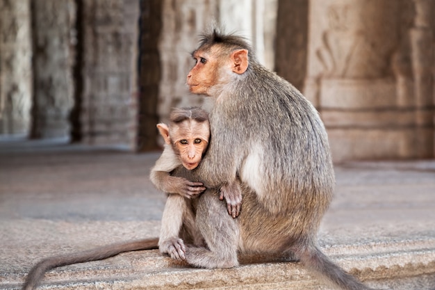 Famille de singe