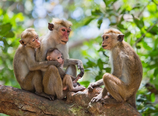 Photo famille de singes assis dans un arbre