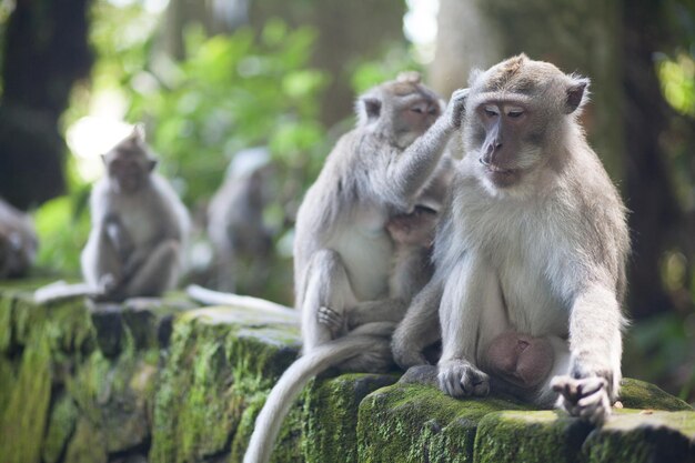 Photo une famille de singes assise sur le mur.