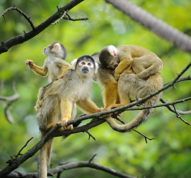 Famille de singes écureuils avec leurs bébés sur une branche d'arbre