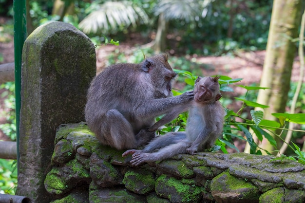 Famille de singes à la forêt des singes sacrés à Ubud, île de Bali, Indonésie, Close up