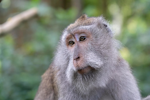 Famille de singes sauvages à la forêt des singes sacrés de l'île d'Ubud Bali Indonésie