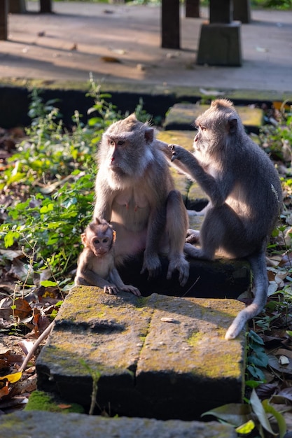 Photo famille des singes