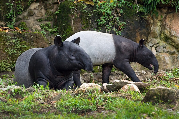 La famille des tapir dans l'atmosphère de la forêt