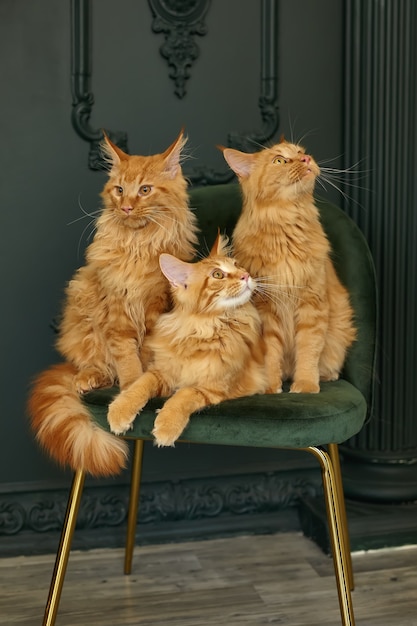 Une famille de trois chats Maine Coon moelleux rouges est assise sur une chaise en velours vert