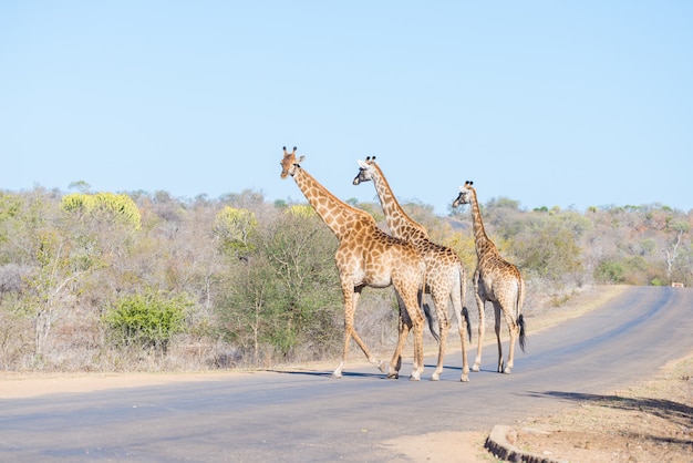 Famille de trois girafes traversant la route dans le parc national Kruger, Afrique du Sud.