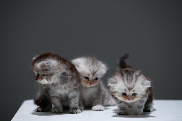 Famille de trois petits chatons et fond gris