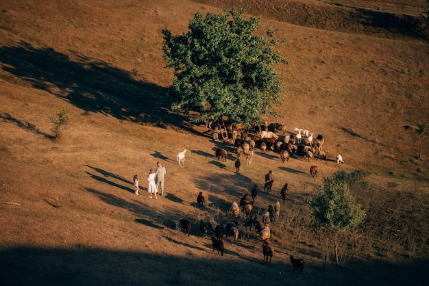 Une famille avec un troupeau de moutons dans un pré