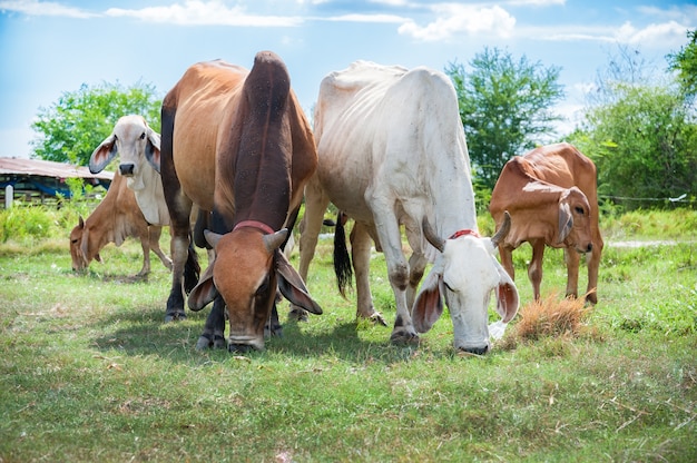 Famille de vache thaïlandaise blanche dans un champ vert où vache traditionnelle en milieu urbain.