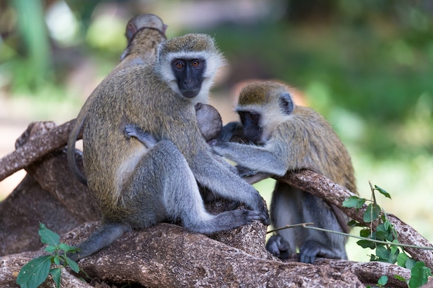 Famille Vervet avec un petit bébé singe