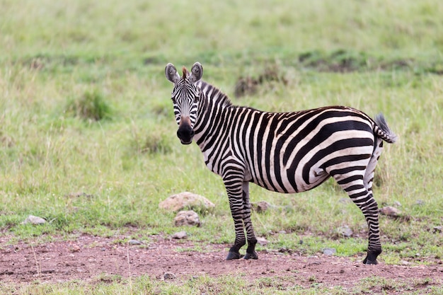 Une famille de zèbres broute dans la savane à proximité d'autres animaux