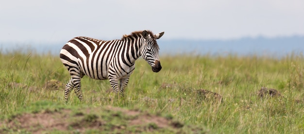 Une famille de zèbres broute dans la savane à proximité d'autres animaux