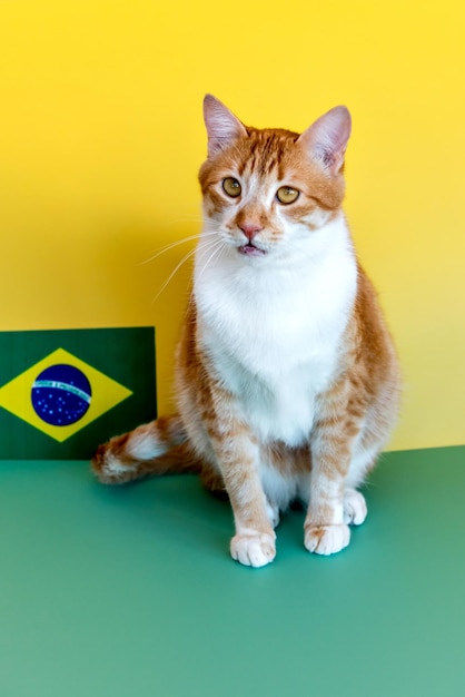 Fan de football Brésil chat jaune