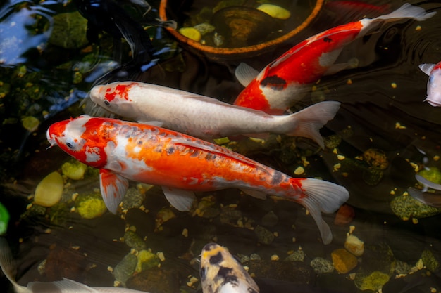 Fancy Carpes Fish ou Koi Swim in Pond