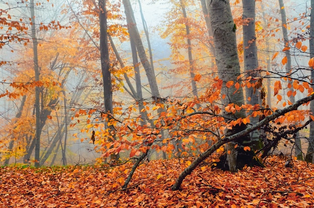 Fantaisie arbres de la forêt brumeuse dans les montagnes d'automne