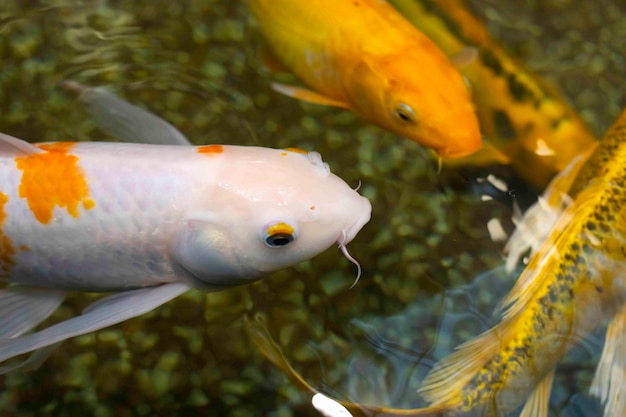 Fantaisie carpe koi poisson nageant dans un étang