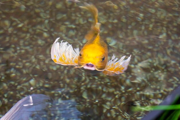 Photo fantaisie carpe koi poisson nageant dans un étang