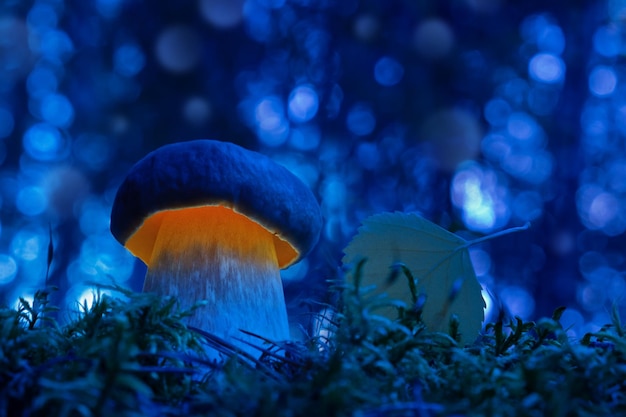 Fantaisie du monde des champignons Champignon rougeoyant dans la forêt