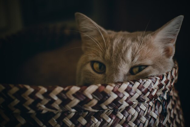 Un fantastique portrait de chat brun mignon et adorable