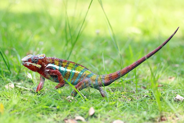 fantôme caméléon marchant sur l'herbe