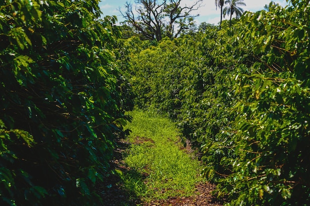 Farme de l'industrie du café