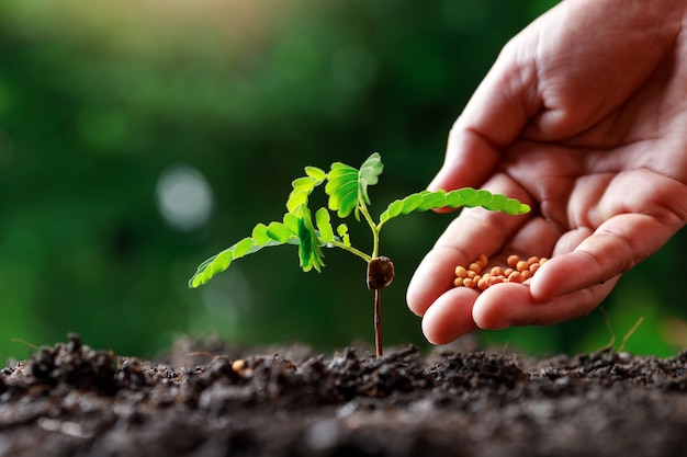 Farmer Hand nourrir les jeunes plantes de bébé