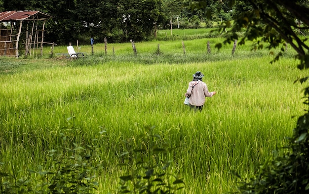 Farmer in Agriculture Champ inondé de plants de riz