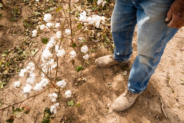 Farmer's Feet Boots Brown Dirt Plants de coton Bolls Harvest Ready