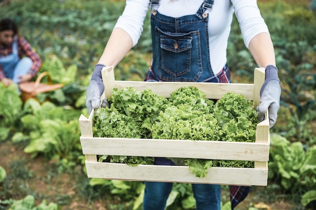 Farmer woman holding boîte en bois avec de la laitue biologique fraîche