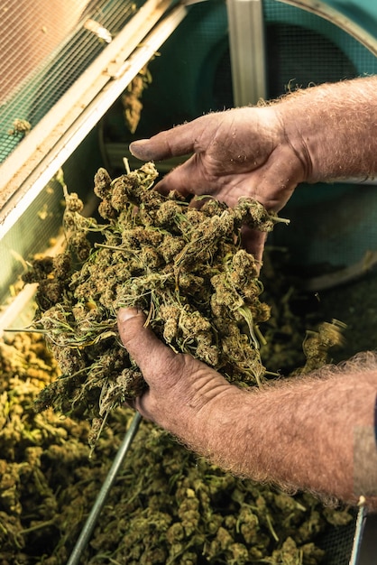 Farmer Worker met les bourgeons de Marijuana dans une tondeuse électrique Tissu Cannabis Sativa Biologique