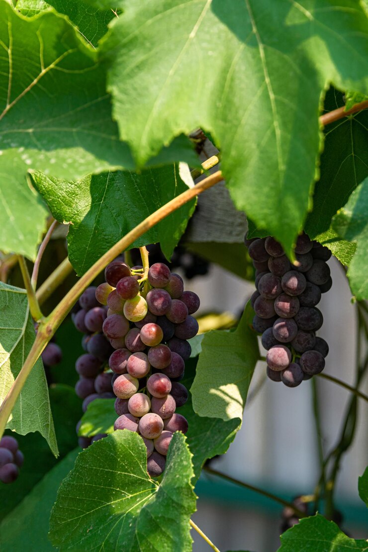 Photo fascicle de raisin rouge entre les feuilles de la branche de la vigne avec des racemules de raisins rouges