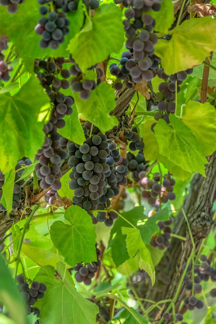 Photo fascicle de raisin rouge poussant parmi les feuilles de la vigne de raisins rouges