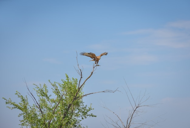 un faucon assis sur un arbre dans un champ