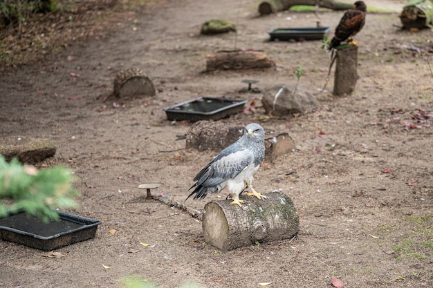 Faucon en captivité sur un morceau de tronc d'arbre avec la jambe accrochée à une chaîne