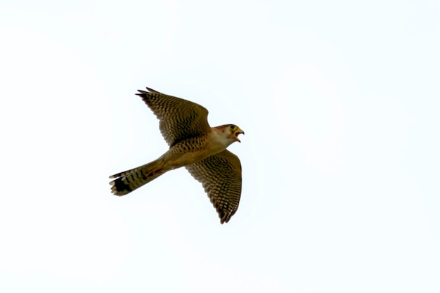 faucon à cou rouge ou émerillon à tête rouge , oiseau de proie en vol avec pleine envergure d'ailes