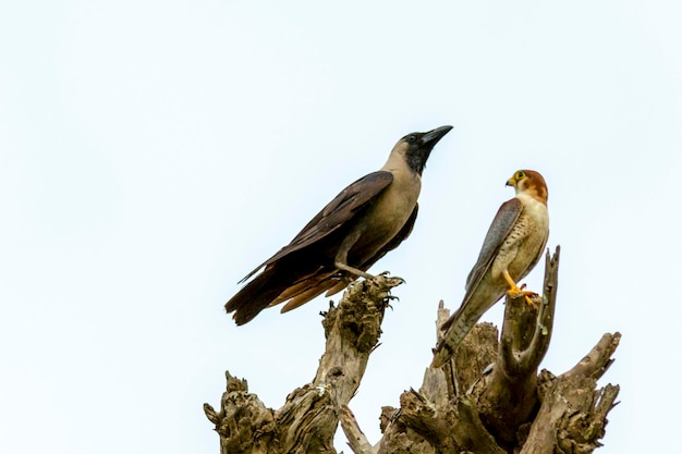 faucon à cou rouge ou merlin à tête rouge dans la faune