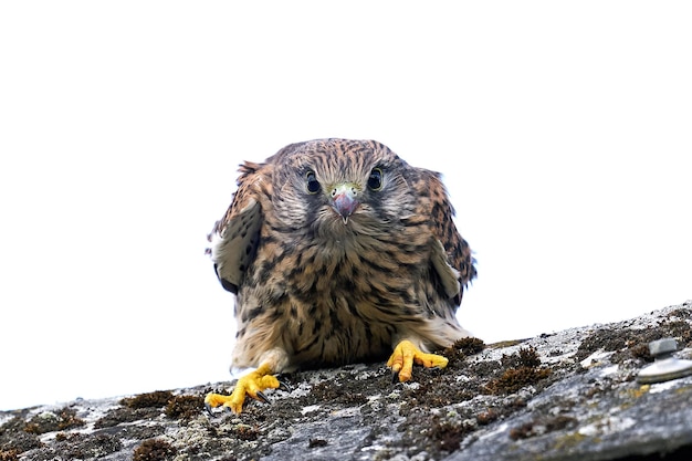 Faucon crécerelle Falco tinnunculus juvénile