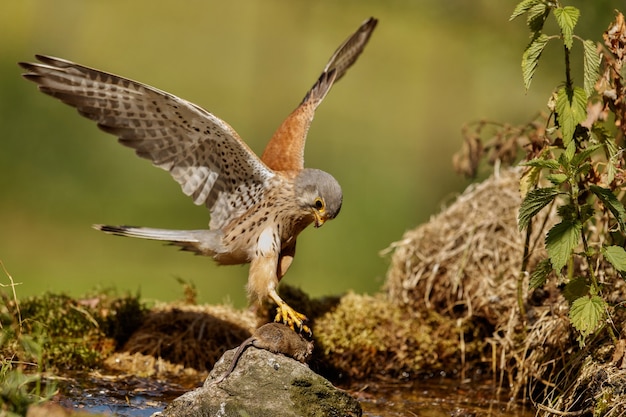 Faucon crécerelle. Falco tinnunculus petits oiseaux de proie