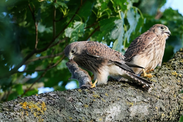 Faucon crécerelle Falco tinnunculus