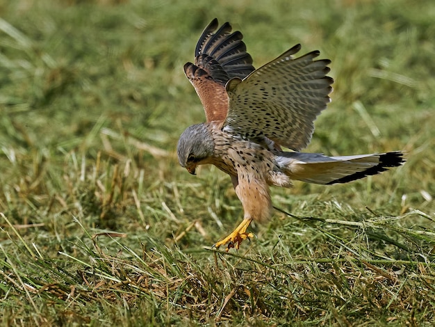 Faucon crécerelle Falco tinnunculus