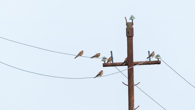 Faucon crécerelle d'oiseau de proie sur un poteau