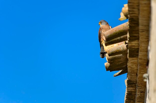 Le Faucon crécerellette est une espèce d'oiseau falconiforme de la famille des Falconidés.